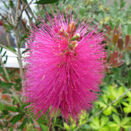 Rince-bouteille rose / Callistemon viminalis 'Hot Pink'